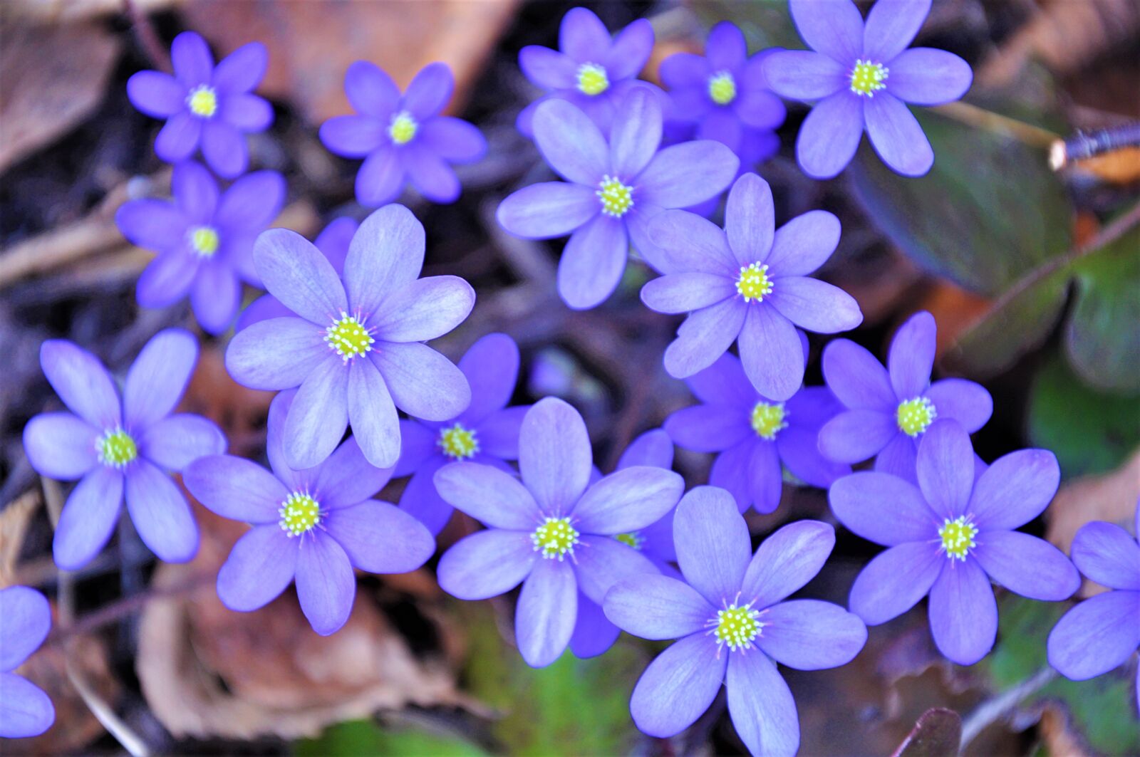 Nikon D90 sample photo. Flower, nature, beauty photography