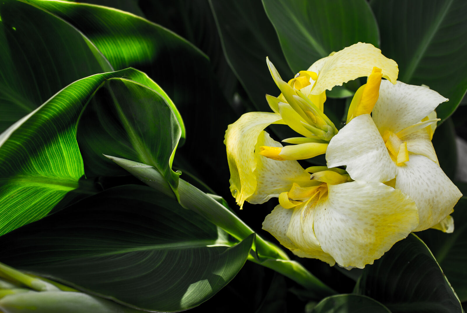 Canon EOS 600D (Rebel EOS T3i / EOS Kiss X5) sample photo. Beautiful, bloom, blooming, blossom photography