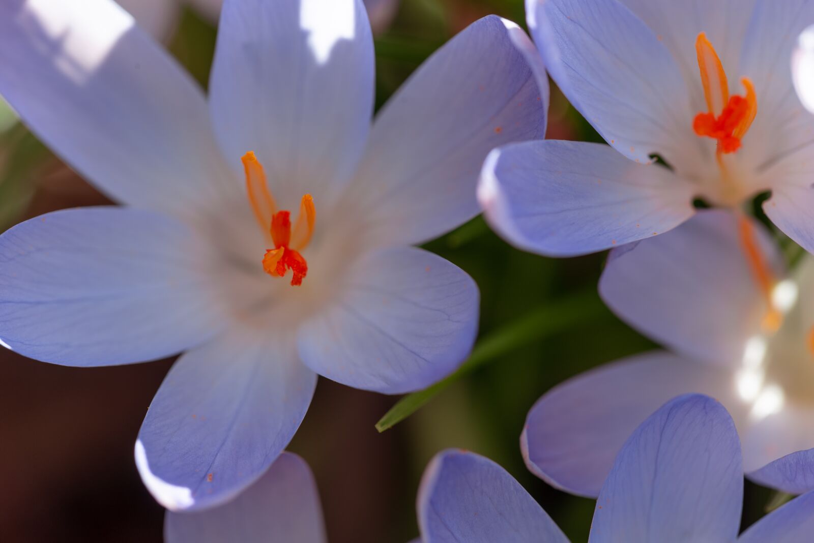 Canon EOS 6D sample photo. Dalmatians crocus, crocus, flowers photography