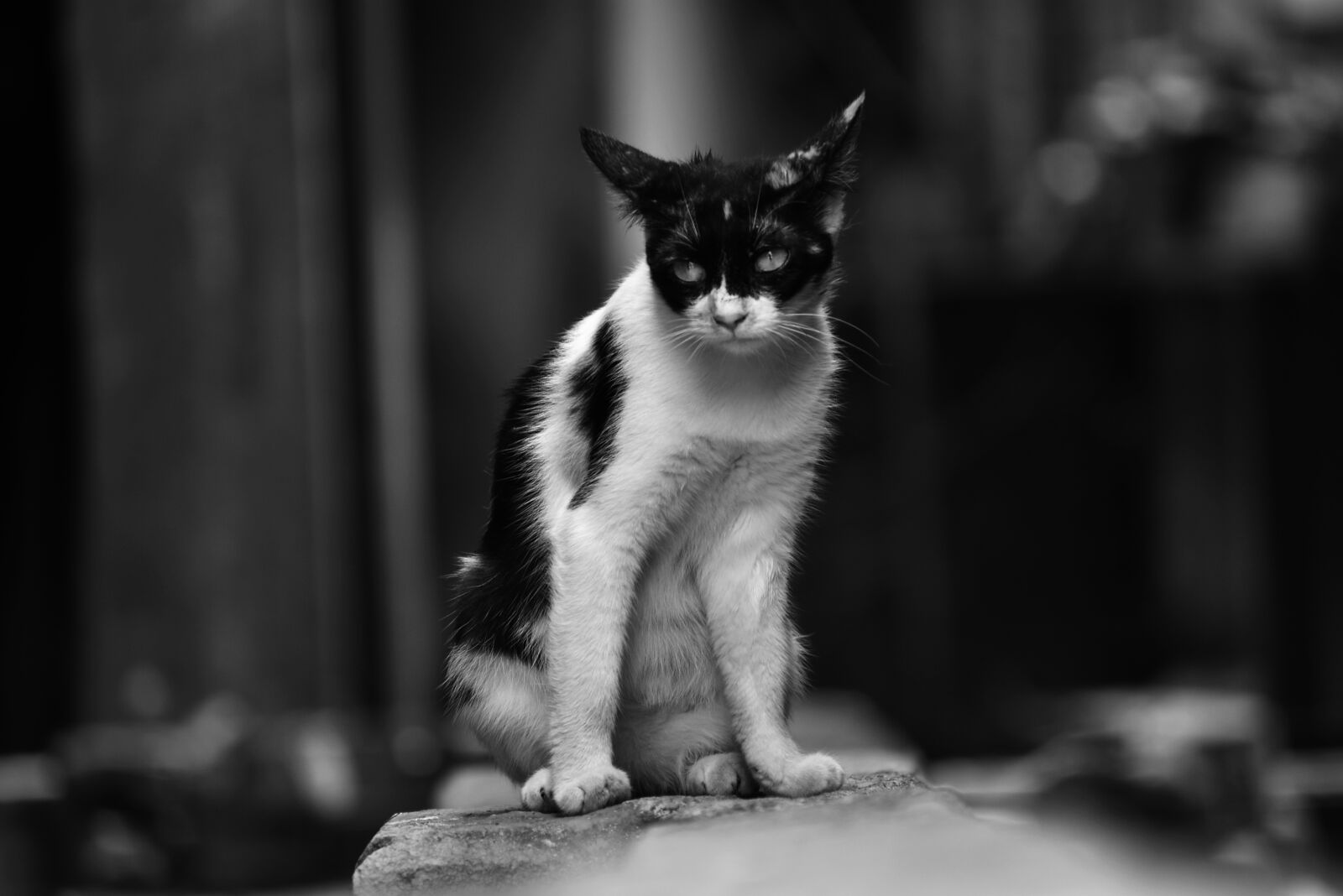 Nikon D3400 sample photo. Cat, animal, black photography