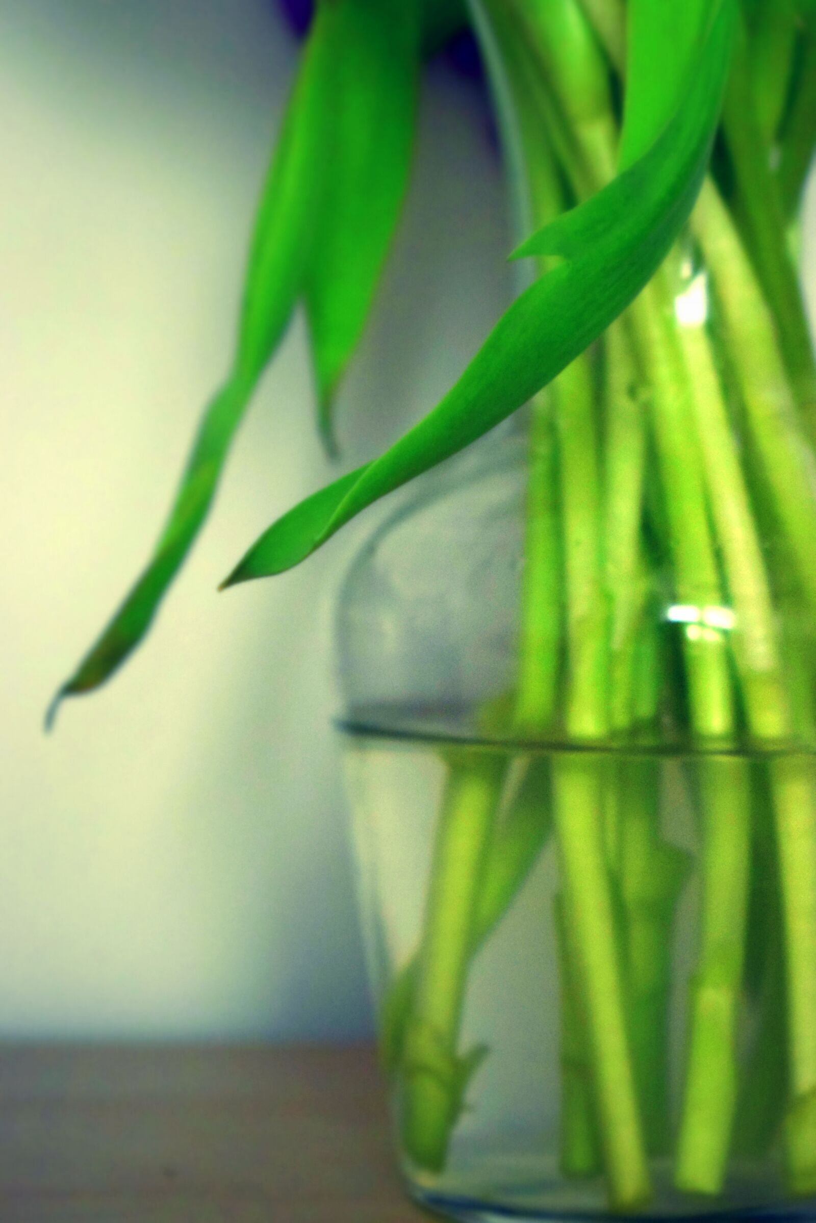 Nikon D3300 sample photo. Flower, vase, water photography