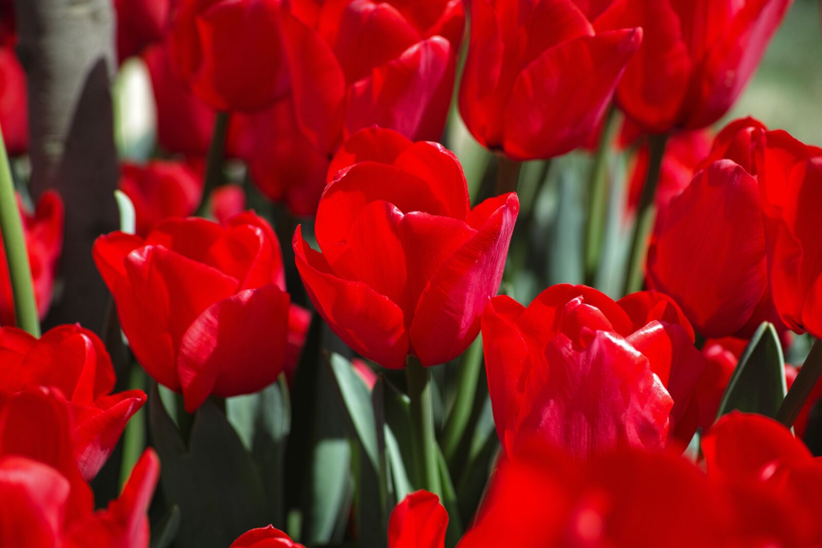 Sigma DP3 Merrill sample photo. Tulips, flower, detail photography