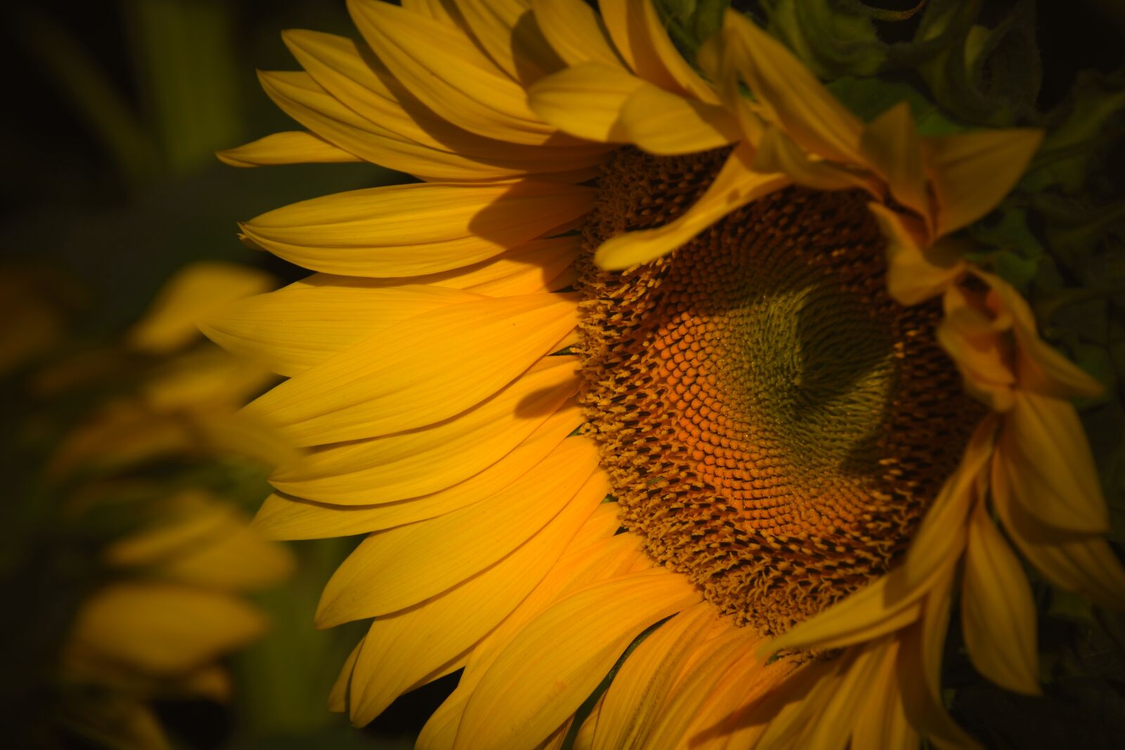 Nikon D7500 sample photo. Sunflower, flower, agriculture photography