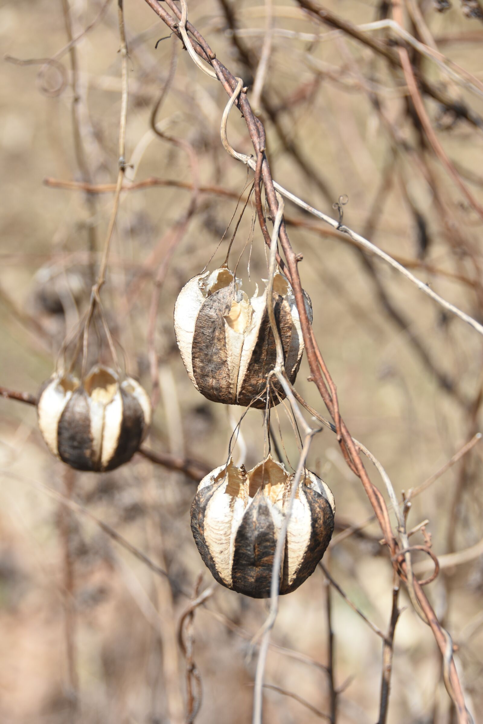 Nikon D7200 sample photo. Spring, macro, plants photography