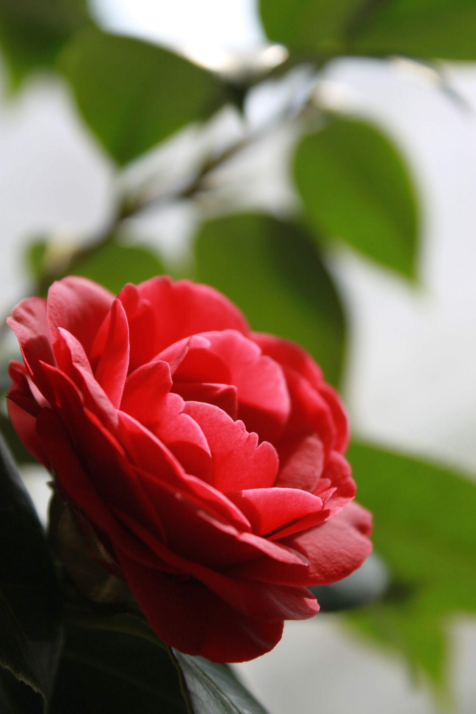Canon EOS 500D (EOS Rebel T1i / EOS Kiss X3) sample photo. Noel online gift shop photography