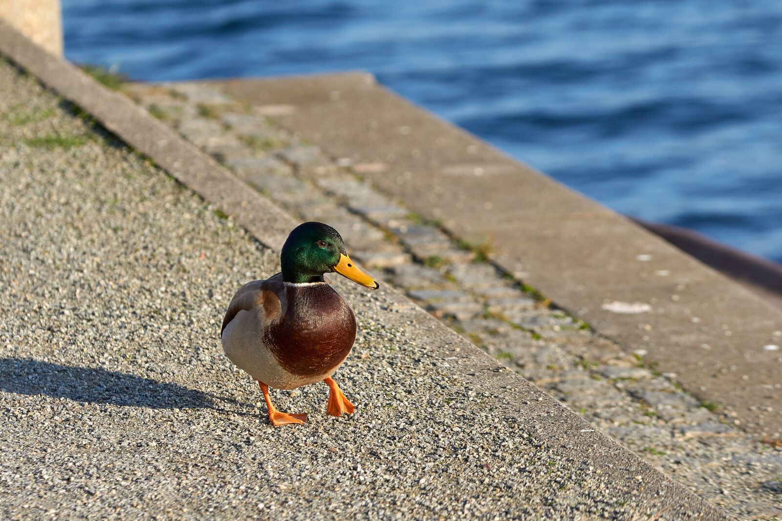 Sony FE 70-200mm F4 G OSS sample photo. Duck, mallard, bird photography