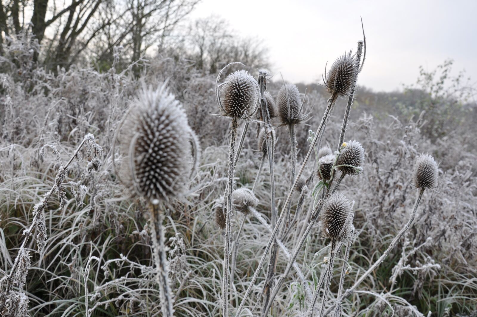 Nikon D90 sample photo. Nature, winter, season photography