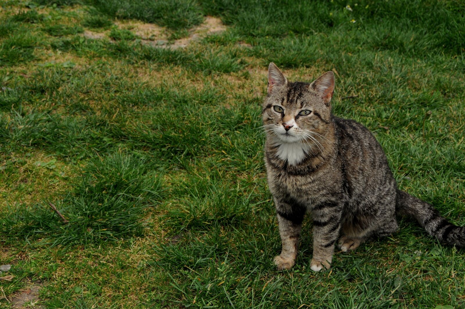 Nikon D300 sample photo. Pet, cat photography