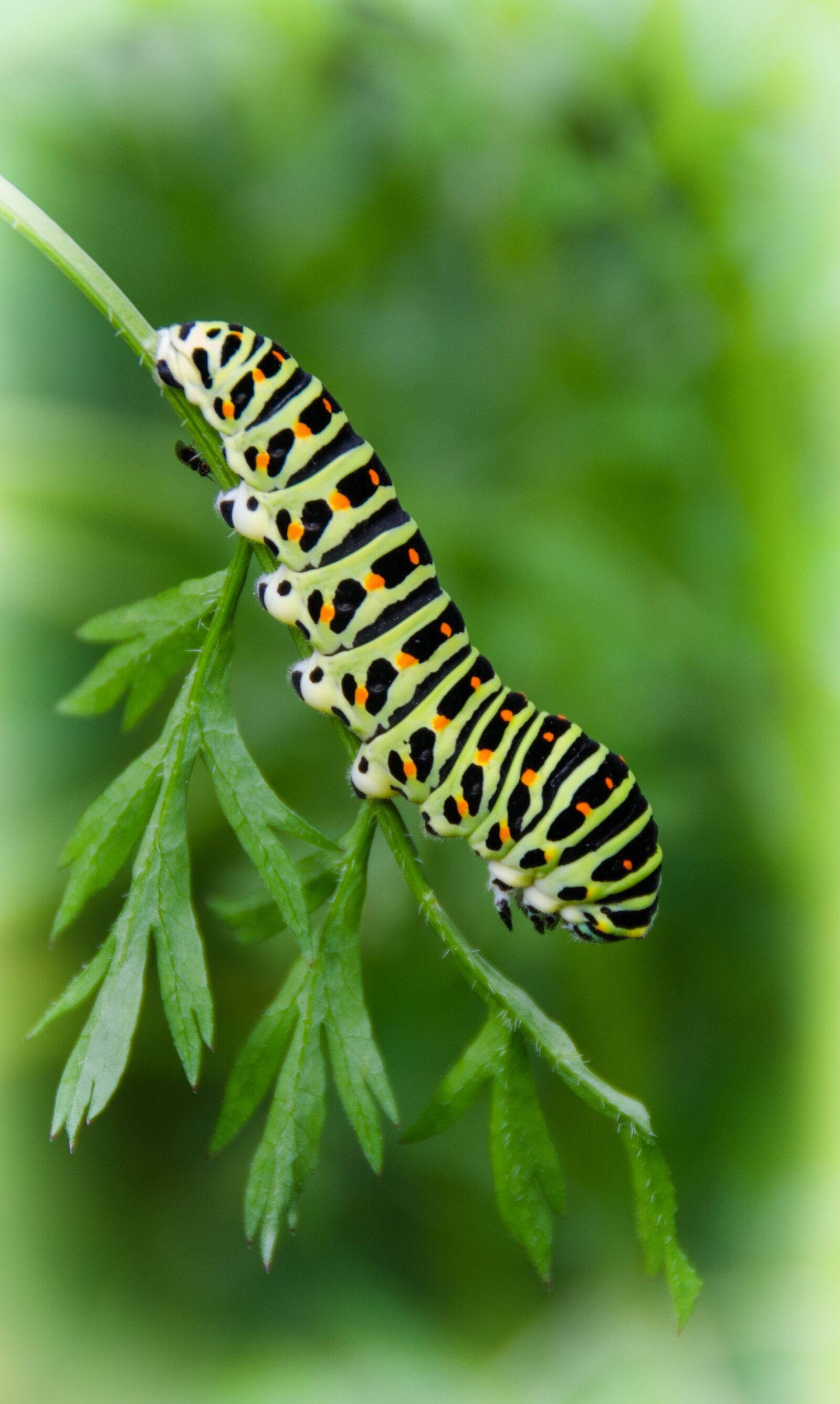 Nikon D7000 sample photo. Caterpillar, dovetail, close up photography