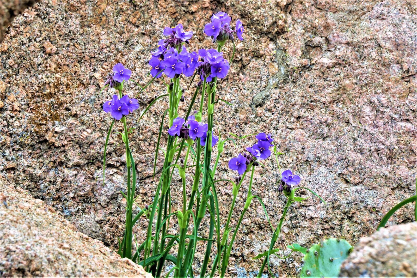 Canon PowerShot SX50 HS sample photo. Wild flowers, deep blue photography