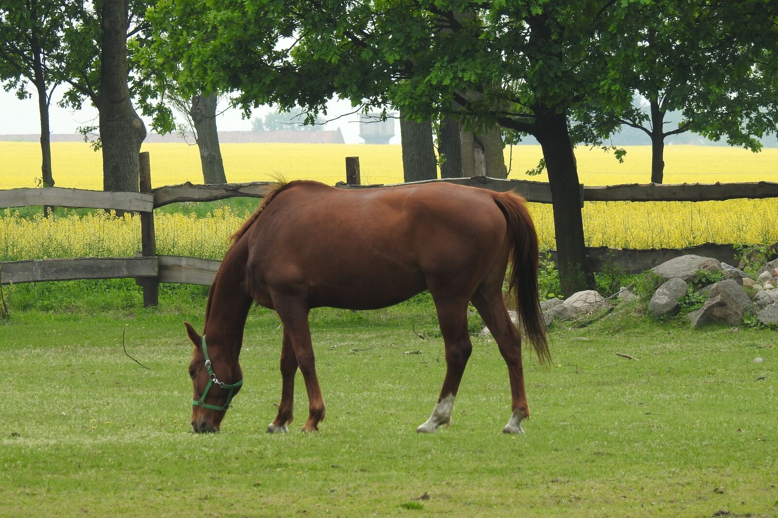 Nikon Coolpix P900 sample photo. Farm, lawn, field photography