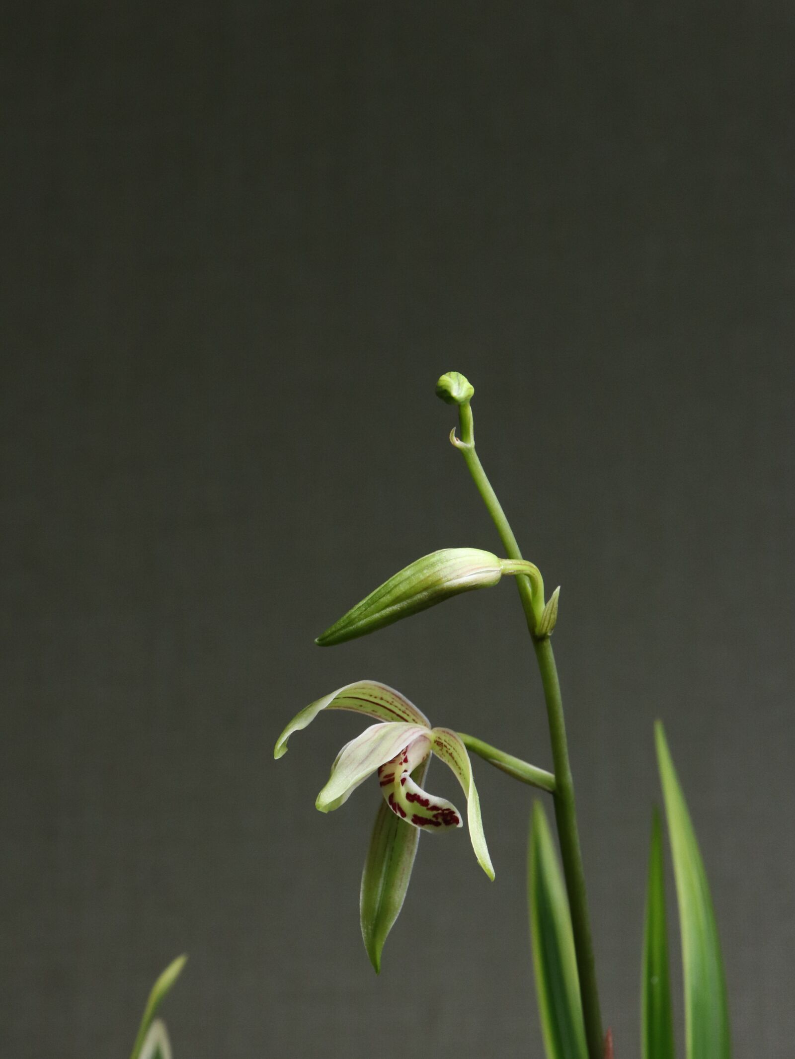 Canon EOS 800D (EOS Rebel T7i / EOS Kiss X9i) sample photo. Orchid, flower, white photography