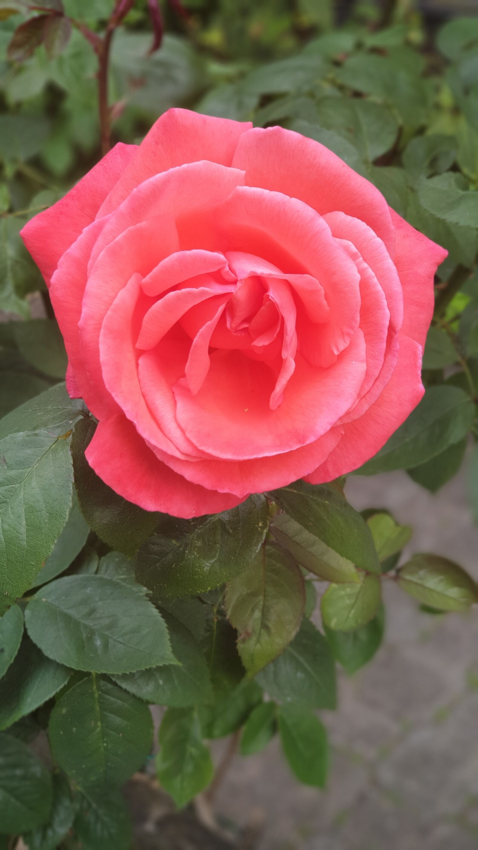 Samsung Galaxy S9+ sample photo. Rose, blume, flower photography