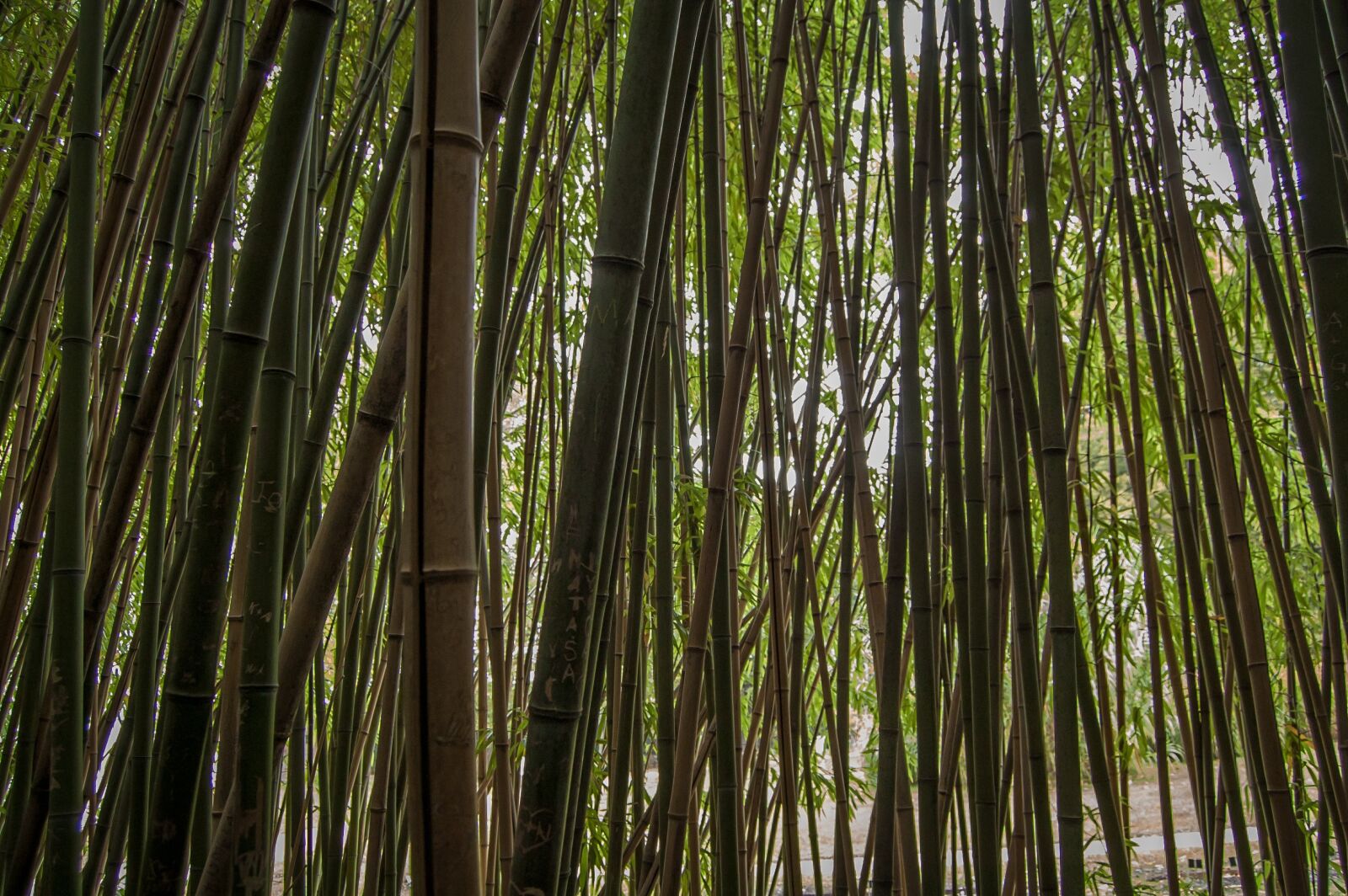 Nikon D40 sample photo. Bamboo, forest, zen photography