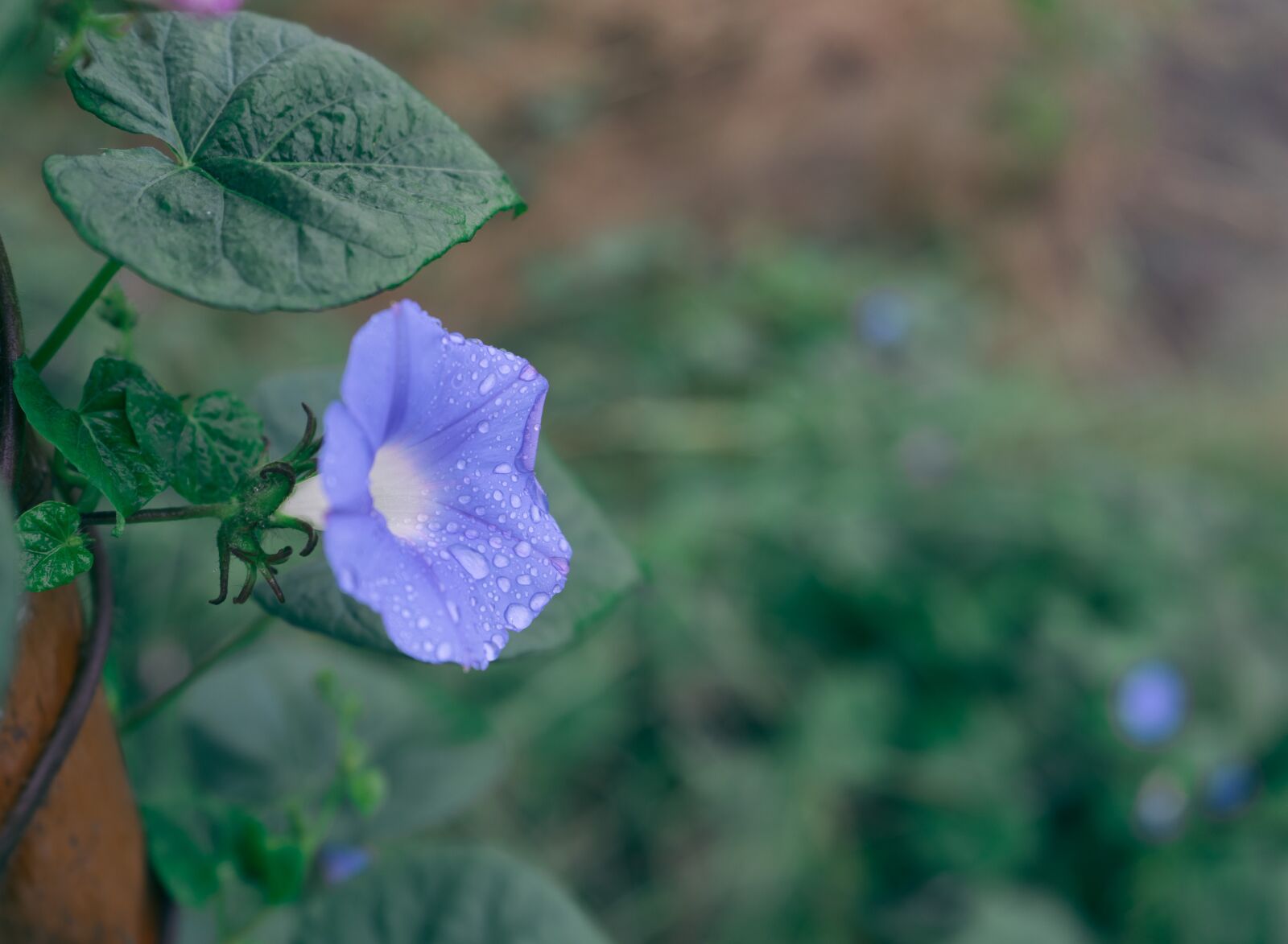 Sony a7 + Sony FE 28-70mm F3.5-5.6 OSS sample photo. Blue, flower, rain photography