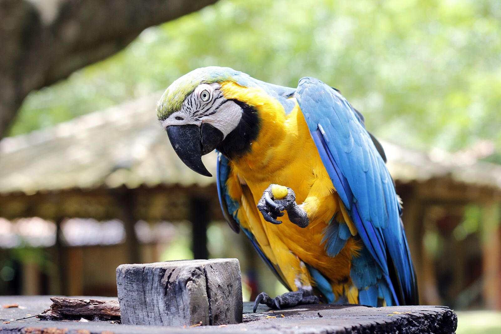 Canon EOS 600D (Rebel EOS T3i / EOS Kiss X5) + Canon EF 50mm F1.8 II sample photo. Arara, red macaw, animals photography