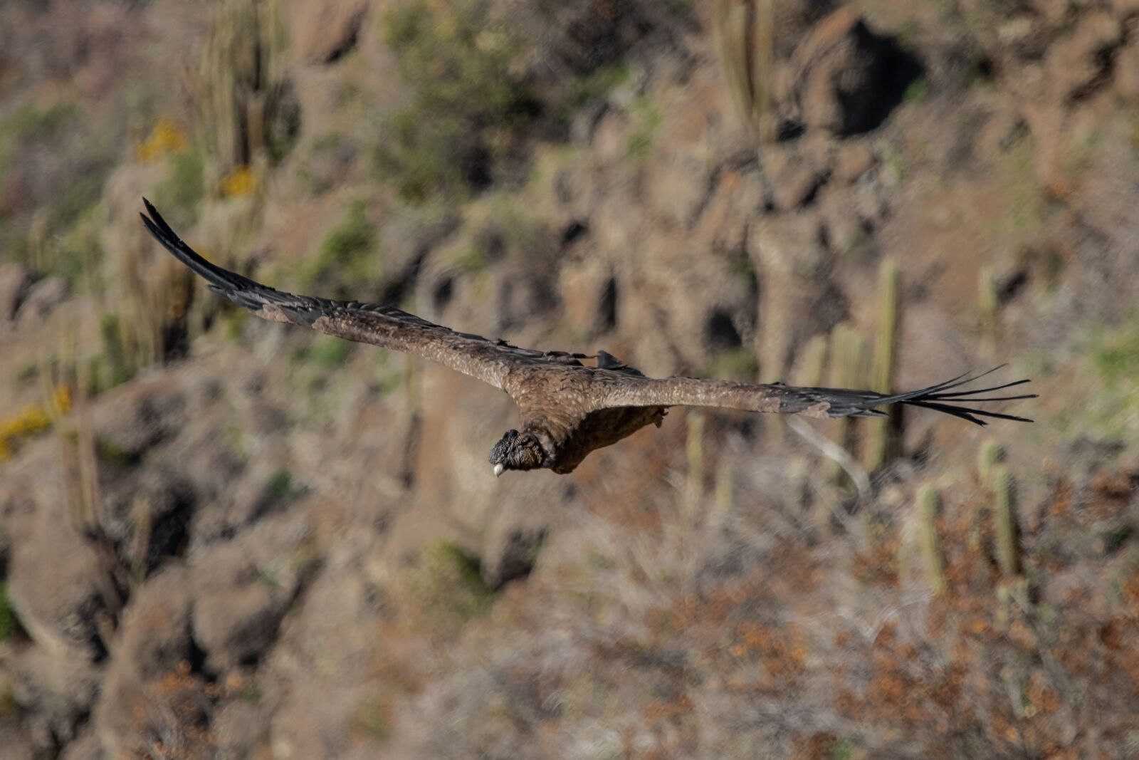Canon EF 100-400mm F4.5-5.6L IS USM sample photo. Condor, bird, vulture photography