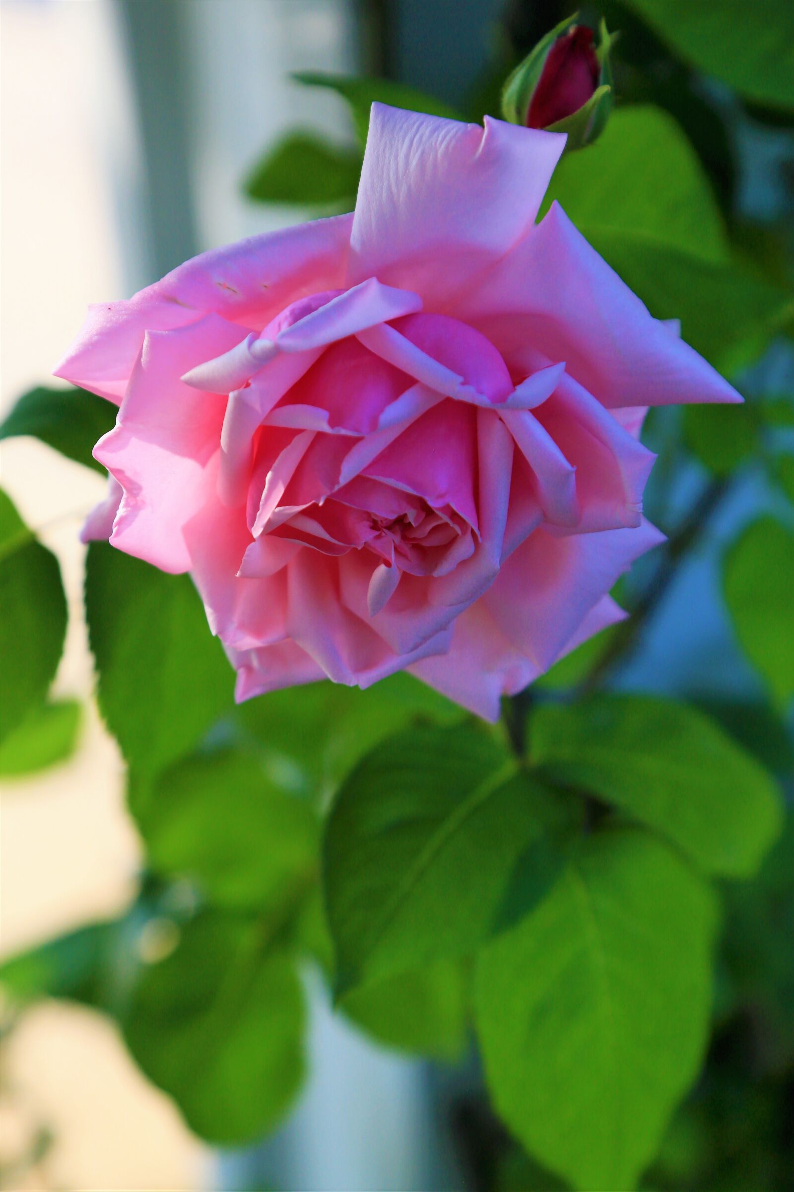 Canon EOS 5D Mark III sample photo. Rose, pink, beautiful photography