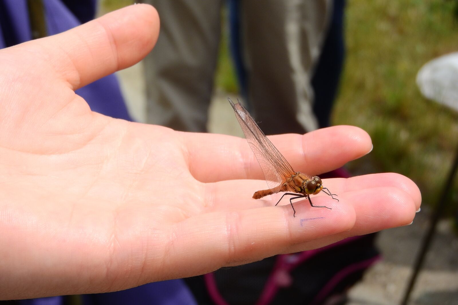 Nikon Coolpix P610 sample photo. Dragonfly, insect, in your photography