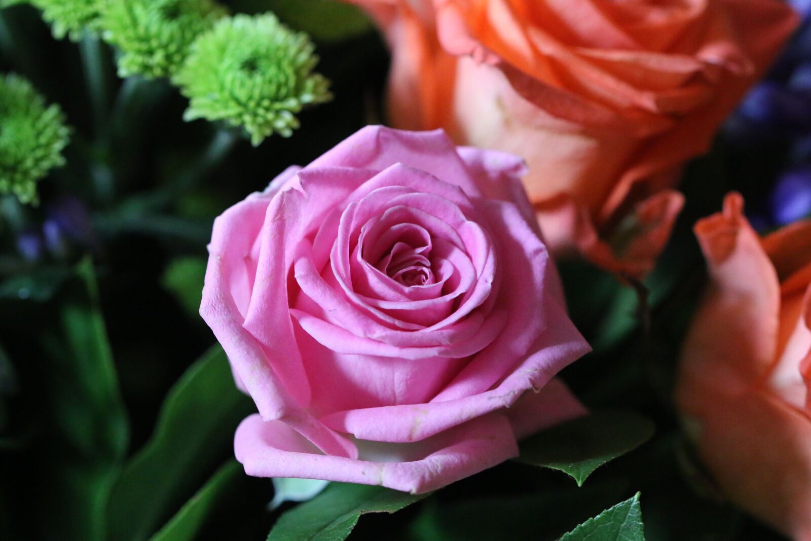 Canon EOS 70D sample photo. Rose, pink rose, flower photography