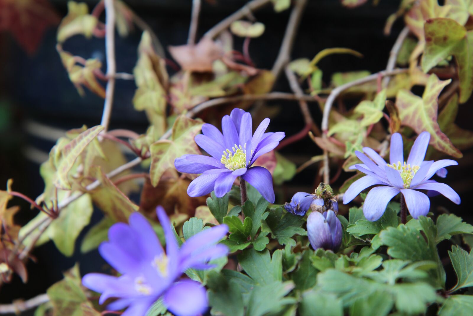Canon EOS 600D (Rebel EOS T3i / EOS Kiss X5) sample photo. Anemone, flowering, flower photography
