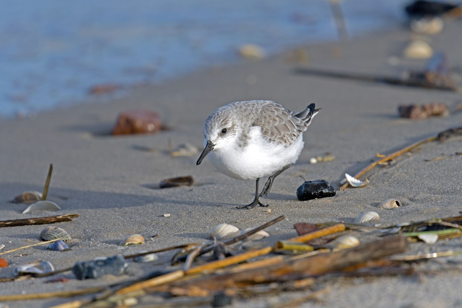 Nikon D500 sample photo. Sanderling, sandpiper, sea photography