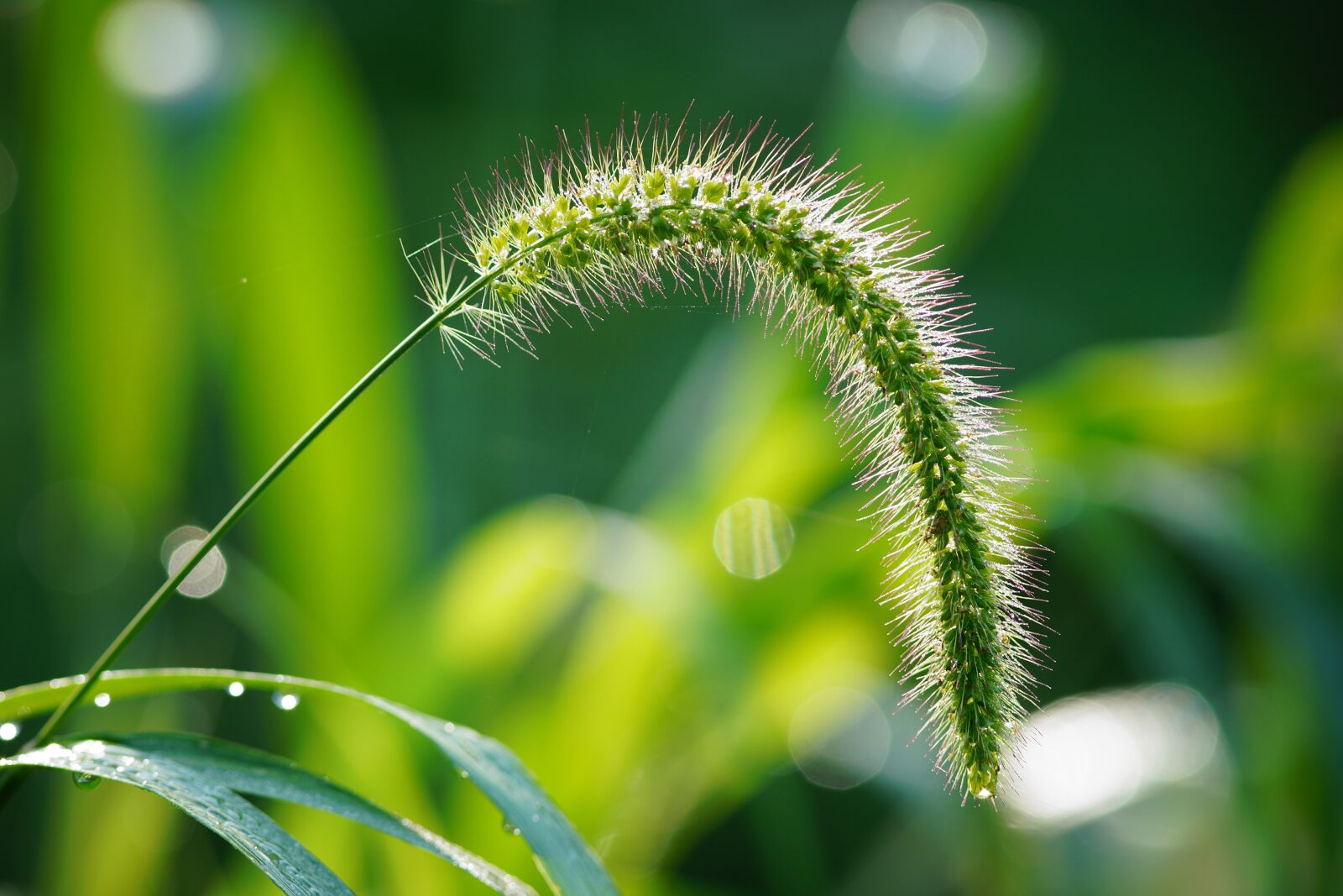 Canon EF 300mm F4L IS USM sample photo. Insect, nature, summer photography