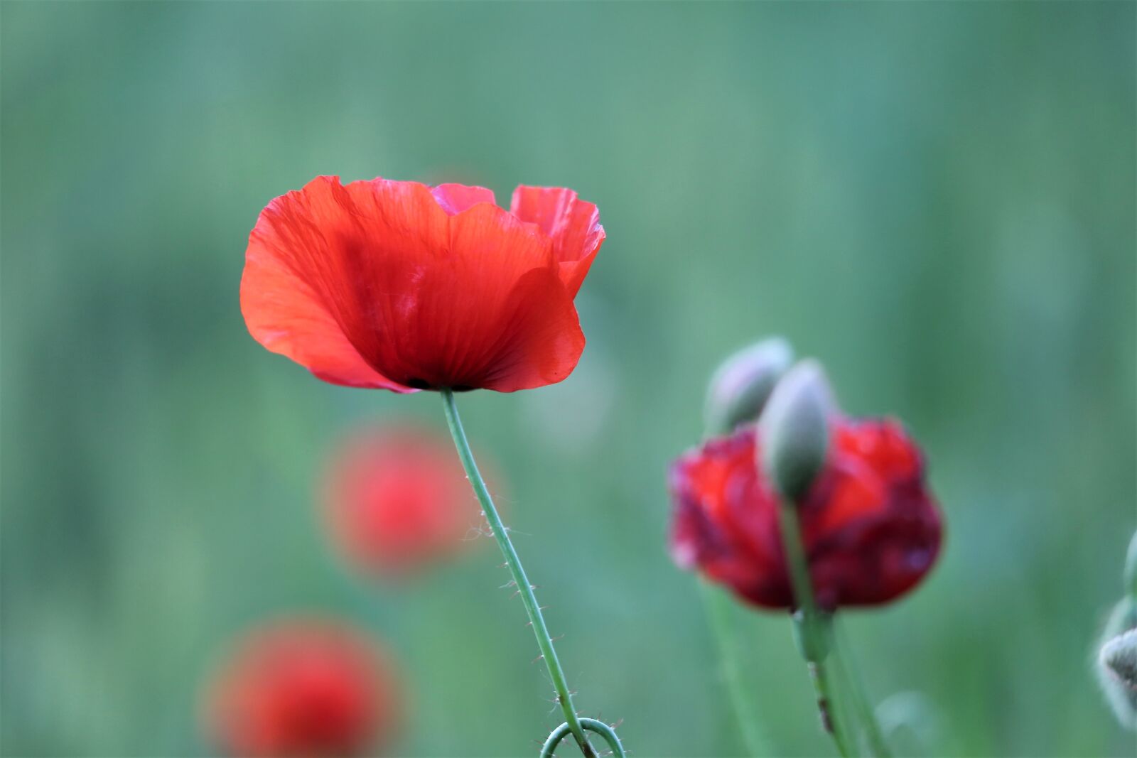 Canon EF 70-300 F4-5.6 IS II USM sample photo. Red poppys, blooming, spring photography