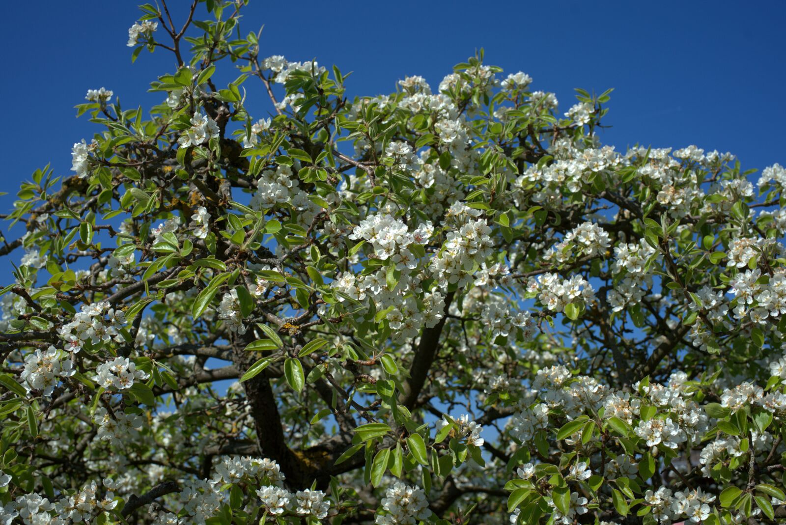 Sony FE 50mm F2.8 Macro sample photo. Pear tree, pear blossom photography