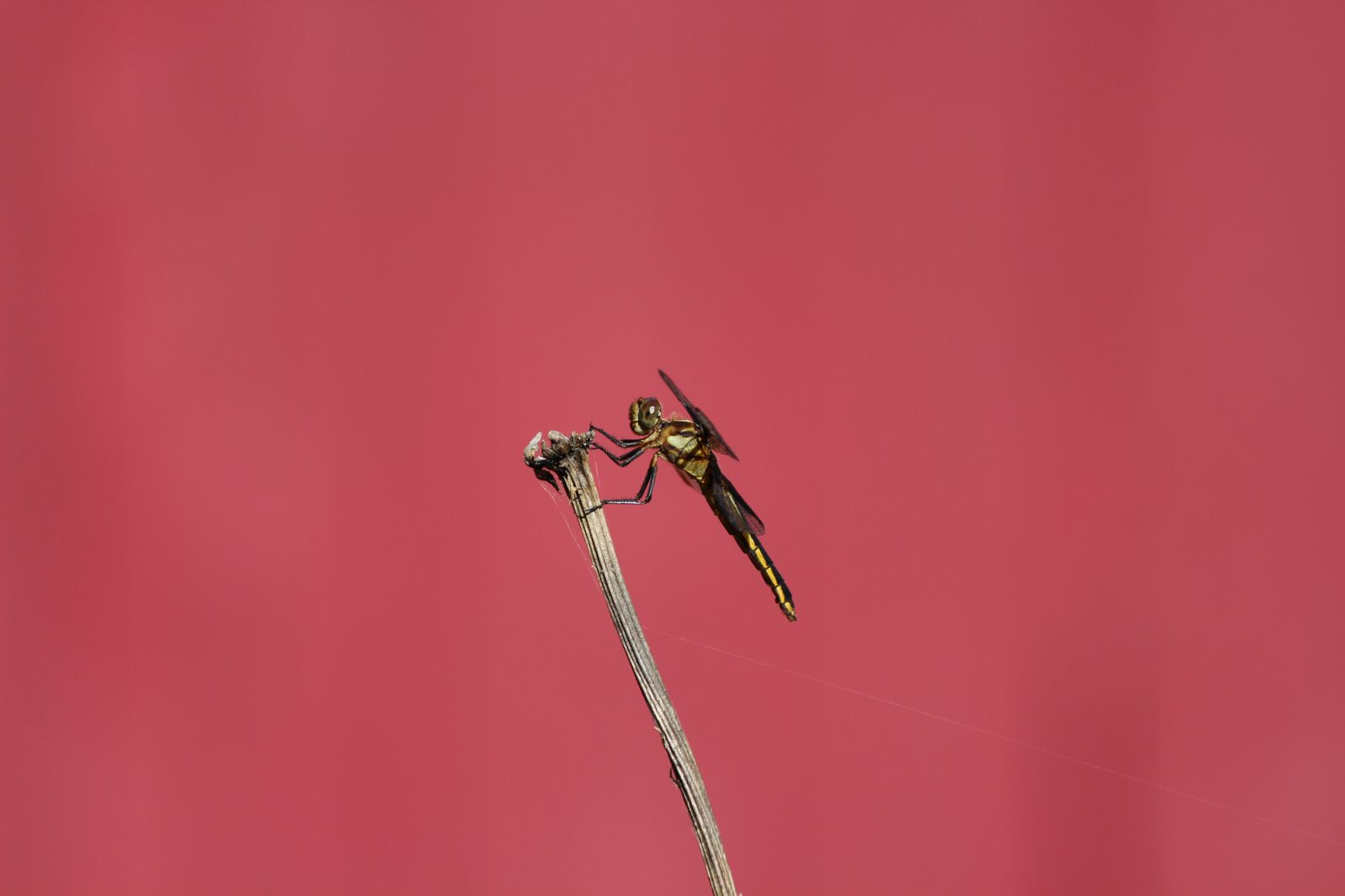 Canon EOS 600D (Rebel EOS T3i / EOS Kiss X5) sample photo. Dragon fly, nature, insect photography