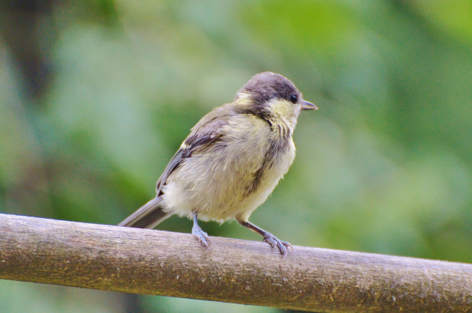 Nikon D3200 sample photo. Tit, bird, songbird photography