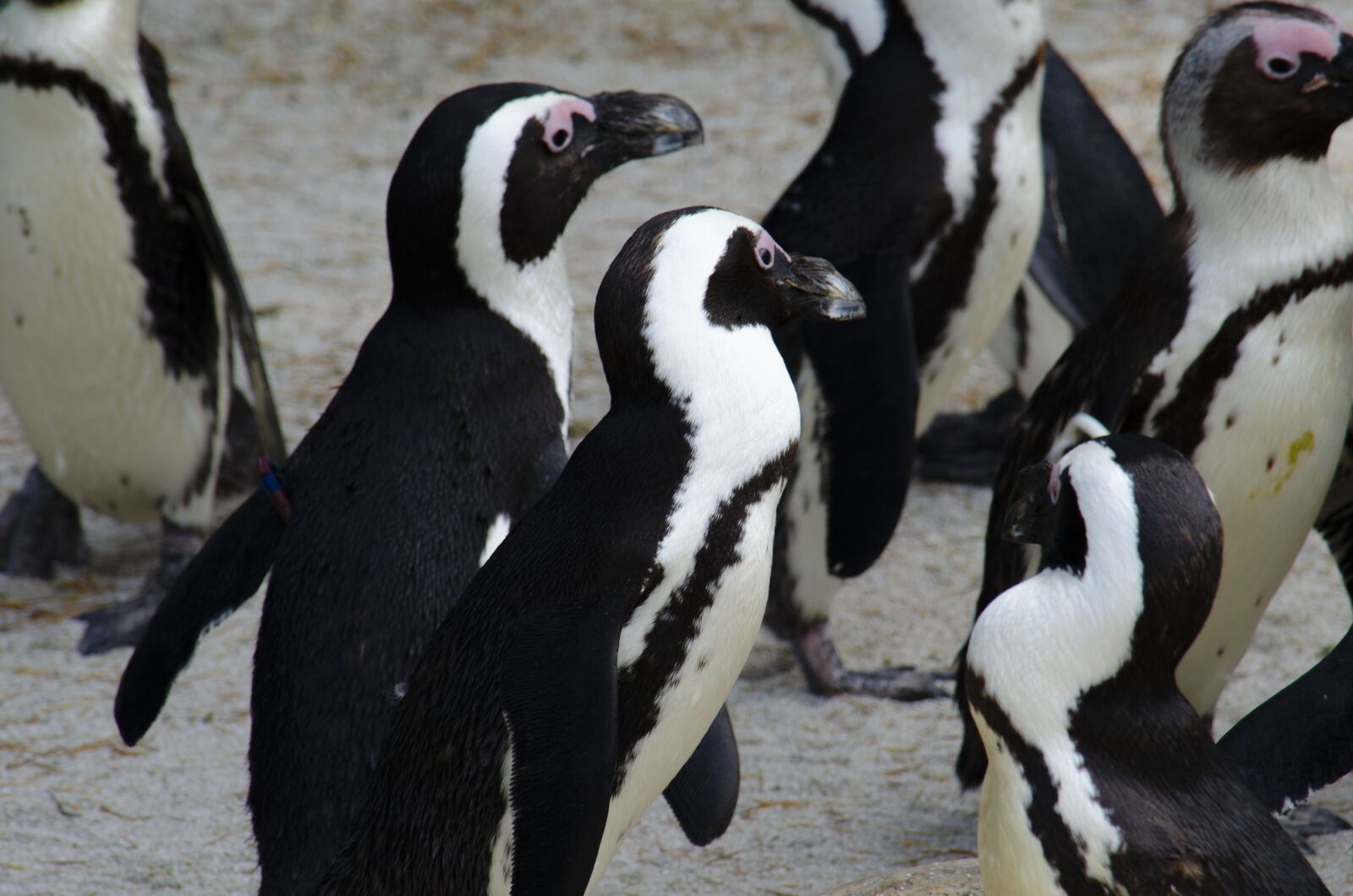 Nikon D5100 sample photo. Black, penguin, white photography