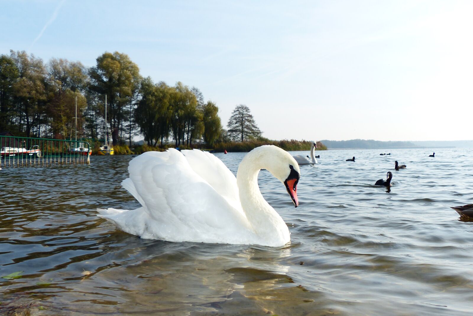 Panasonic Lumix DMC-FZ200 sample photo. Mute swan, tom, beach photography