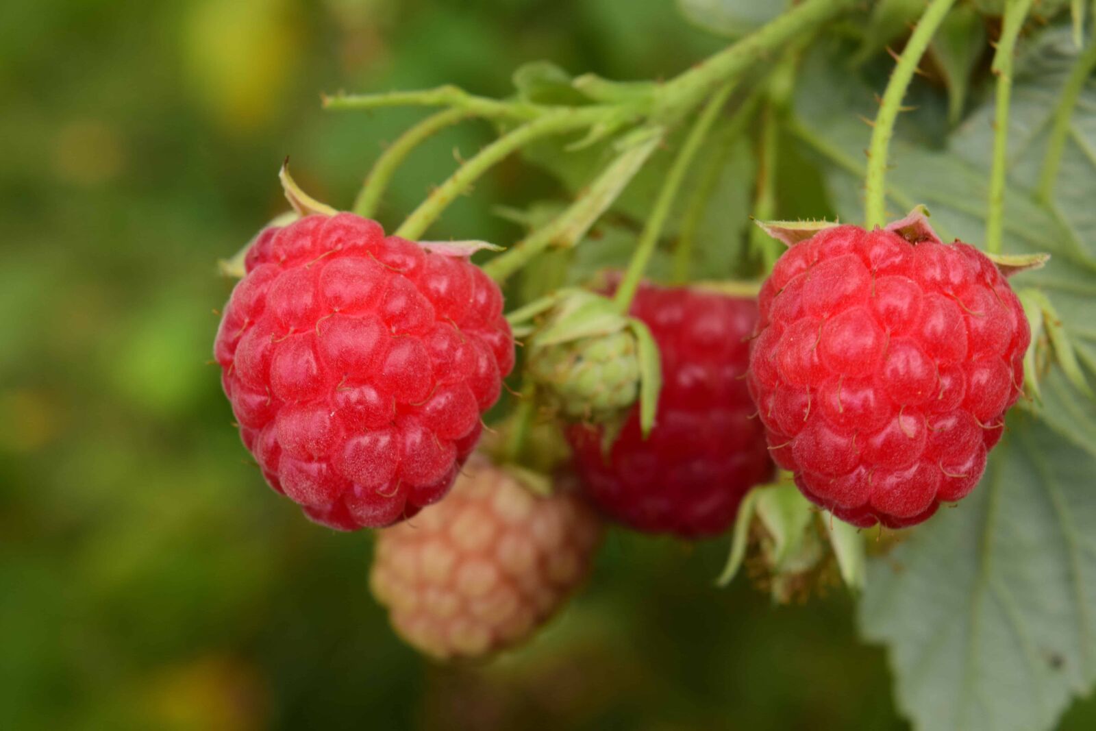 Nikon D3300 sample photo. Garden, raspberry, food, fruit photography