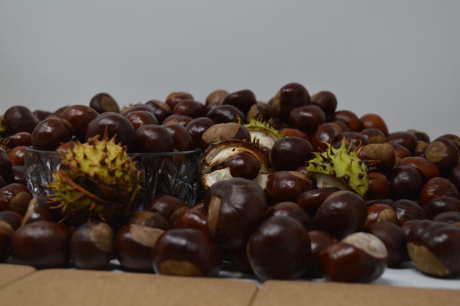 Nikon D3200 sample photo. Conker, conkers, horse chestnut photography