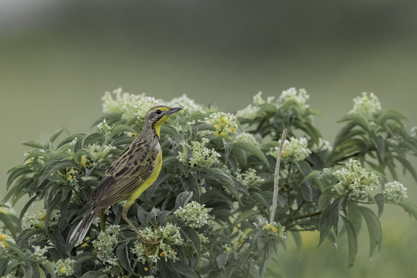 Canon EOS-1D X Mark II + Canon EF 400mm F2.8L IS II USM sample photo. Yellow, tallow throated long photography