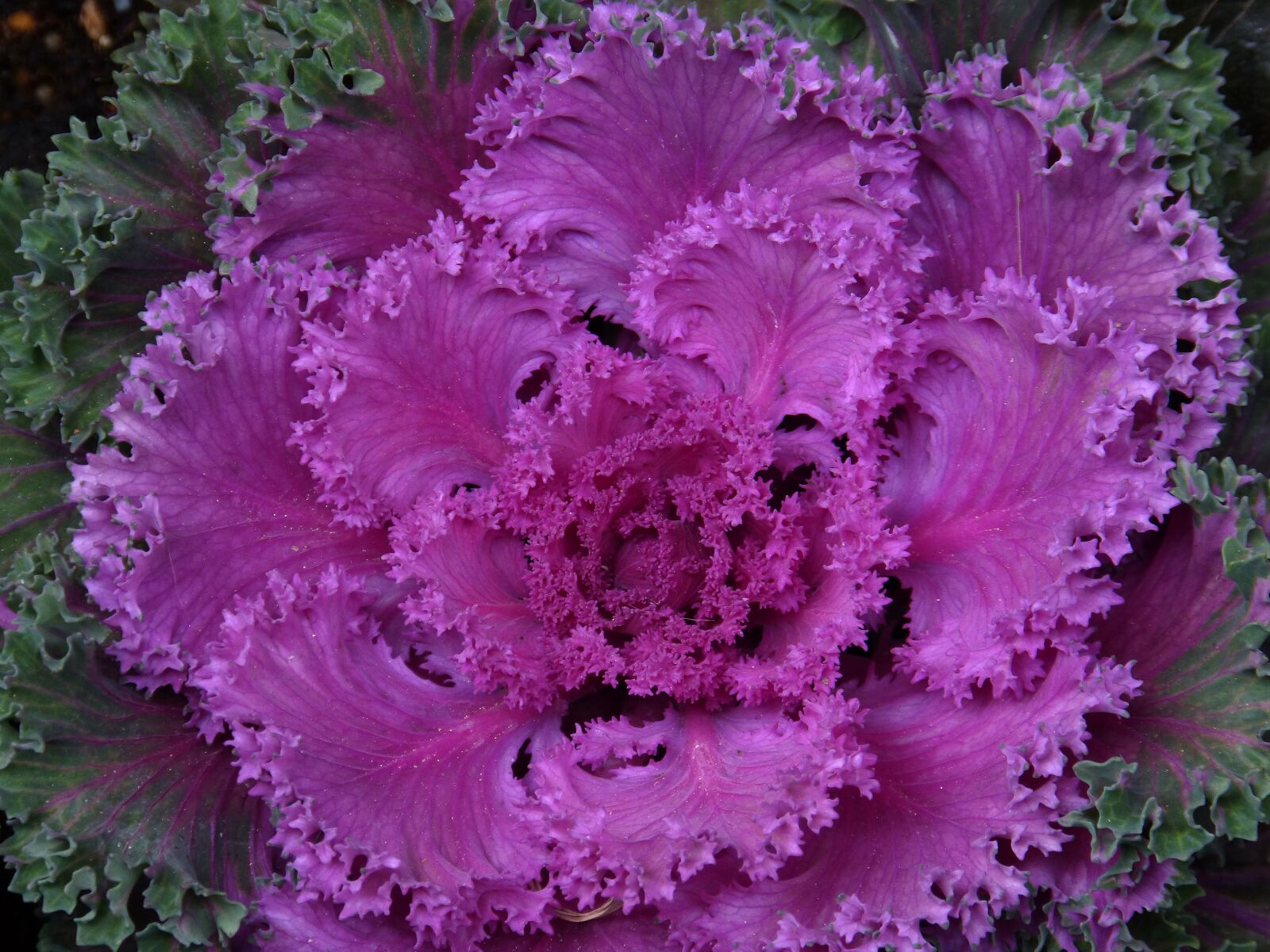 Panasonic DMC-FZ62 sample photo. Plant, ornamental cabbage, purple photography