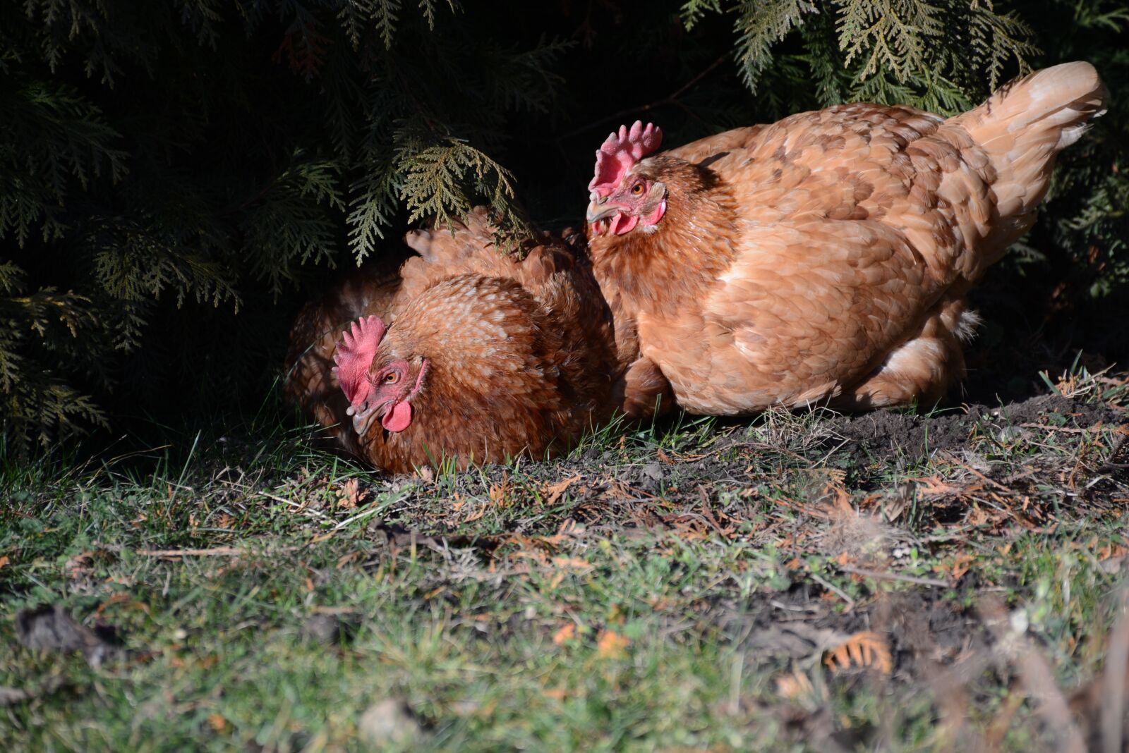Nikon D7100 sample photo. Hen, egg, easter photography