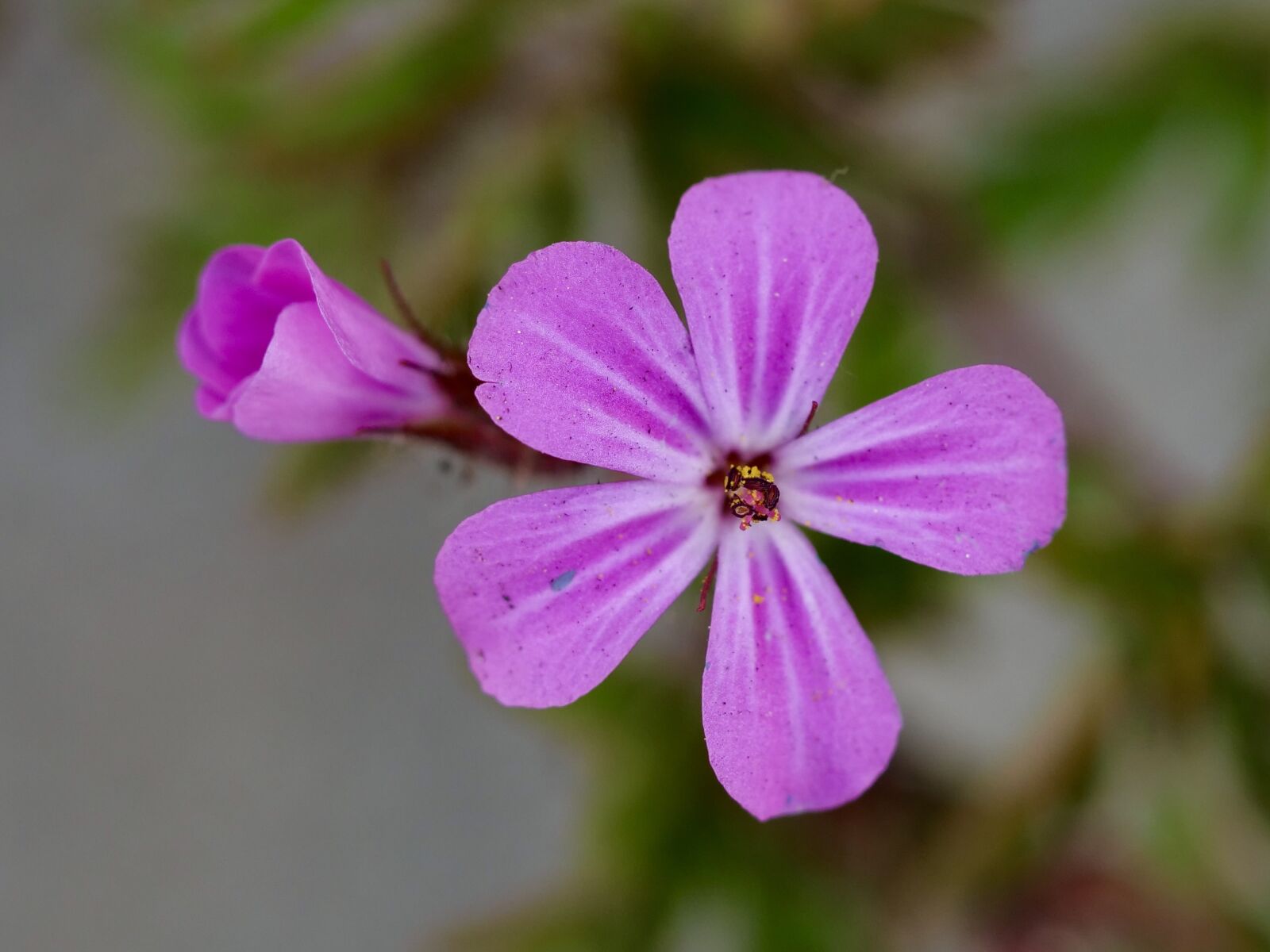 Panasonic Lumix DC-G9 sample photo. Spring, flower, close up photography