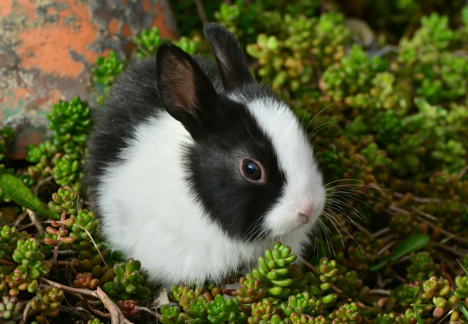 Nikon D5200 sample photo. Hare, bunny, cute photography
