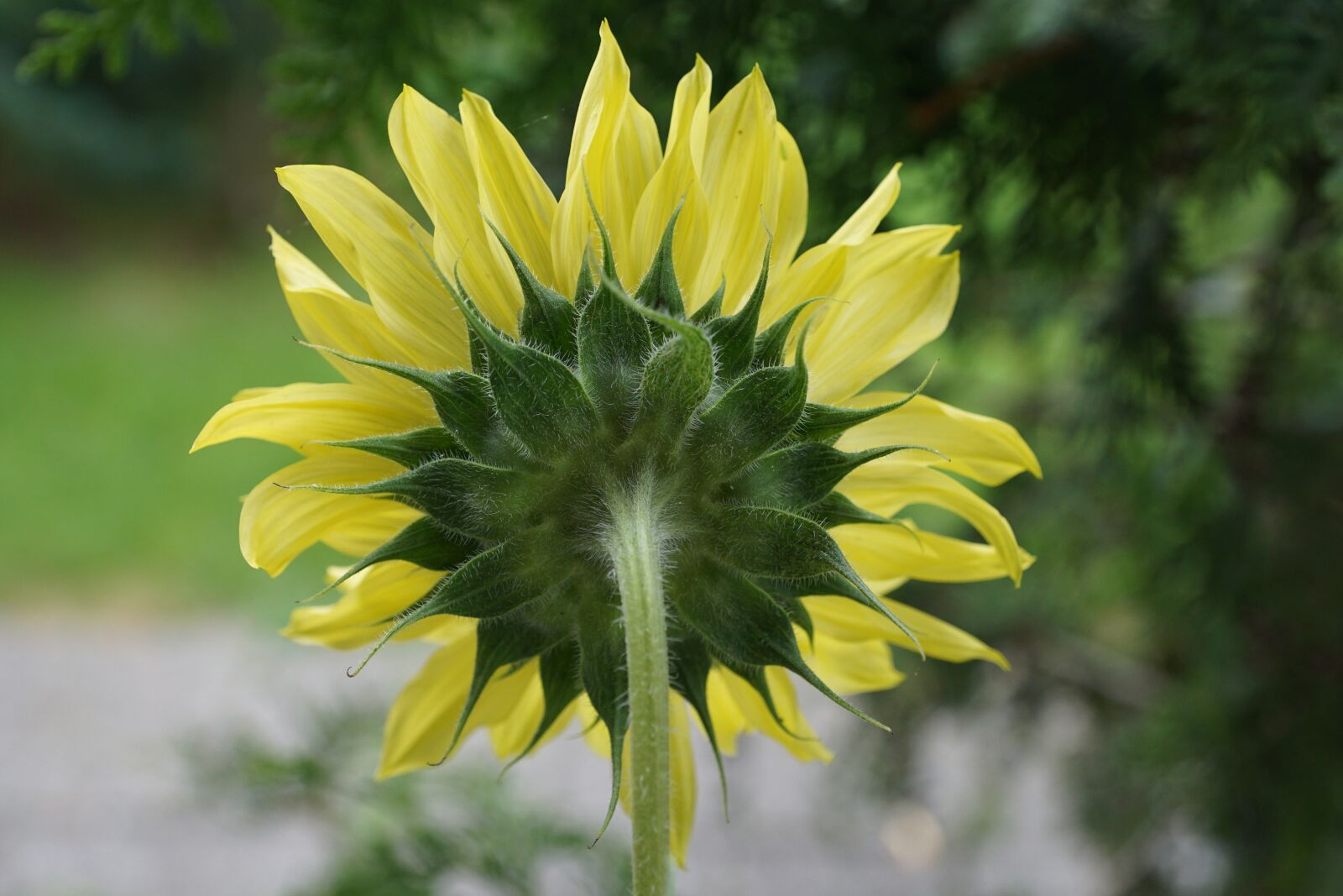 Sony DT 16-50mm F2.8 SSM sample photo. Sunflower, yellow, plant photography