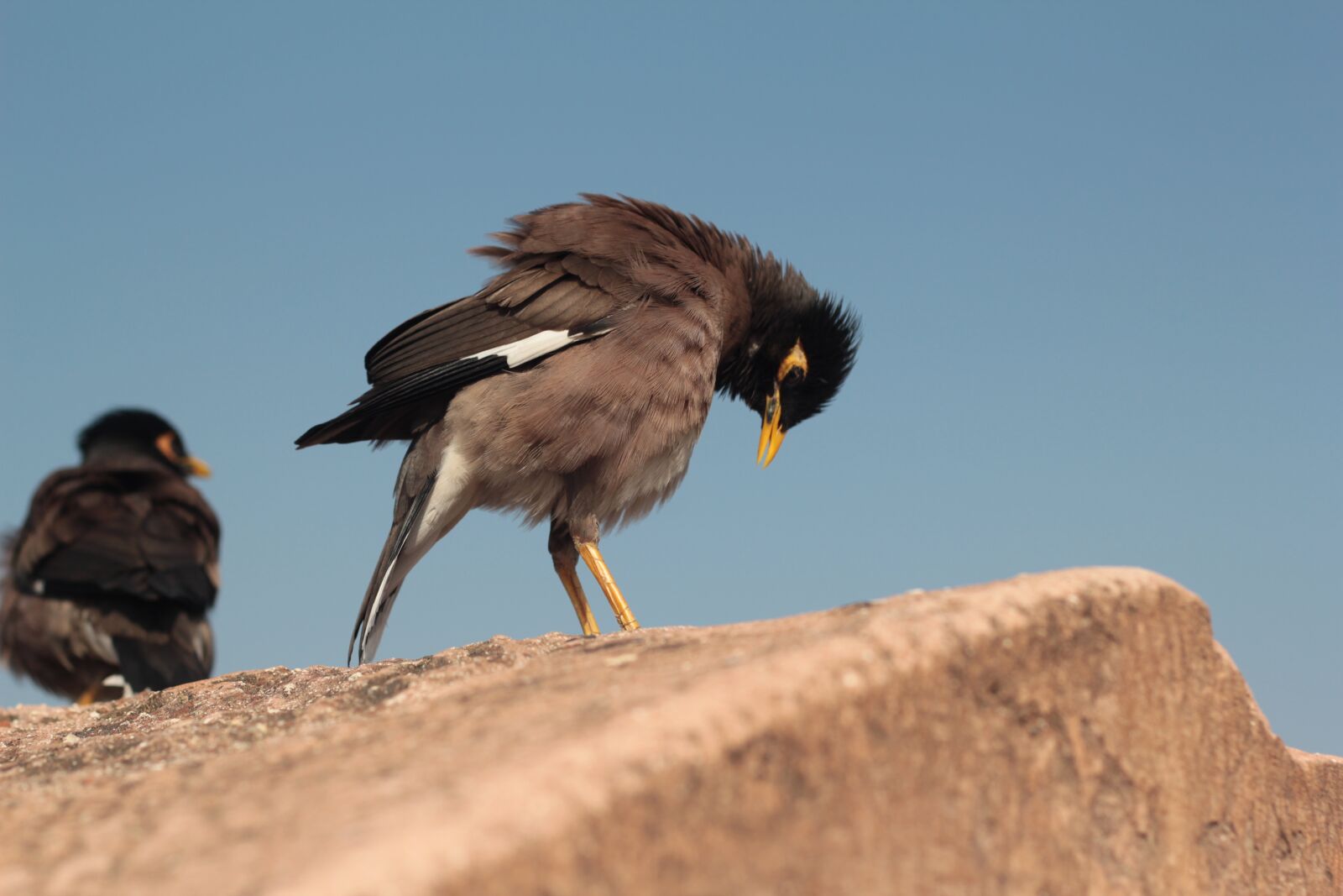 Canon EOS 550D (EOS Rebel T2i / EOS Kiss X4) sample photo. Myna, bird, yellow beak photography