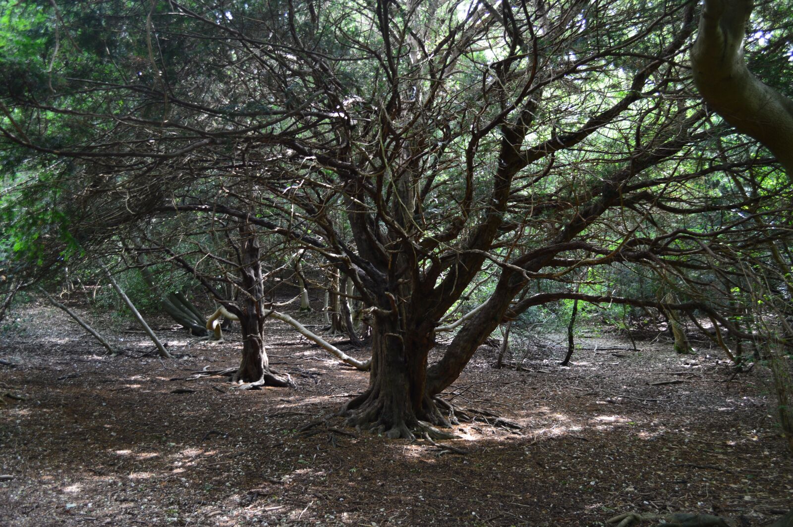 Nikon D3200 sample photo. Tree, forest, wood photography