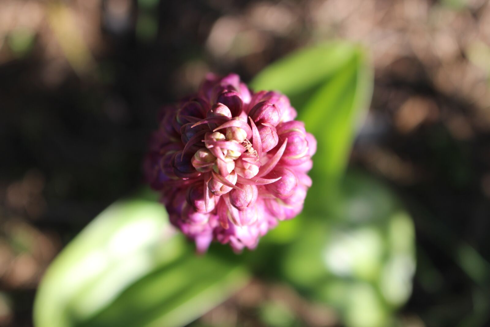 Canon EOS 100D (EOS Rebel SL1 / EOS Kiss X7) sample photo. Flower, pink, from the photography