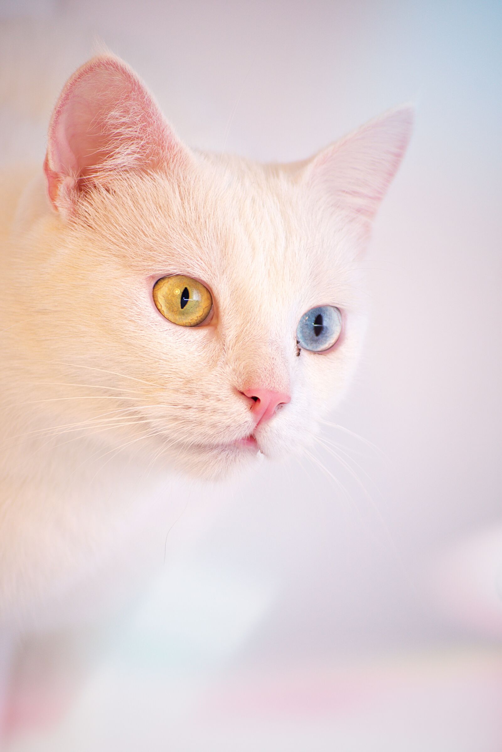 Nikon D3400 sample photo. Cat, white, angora photography