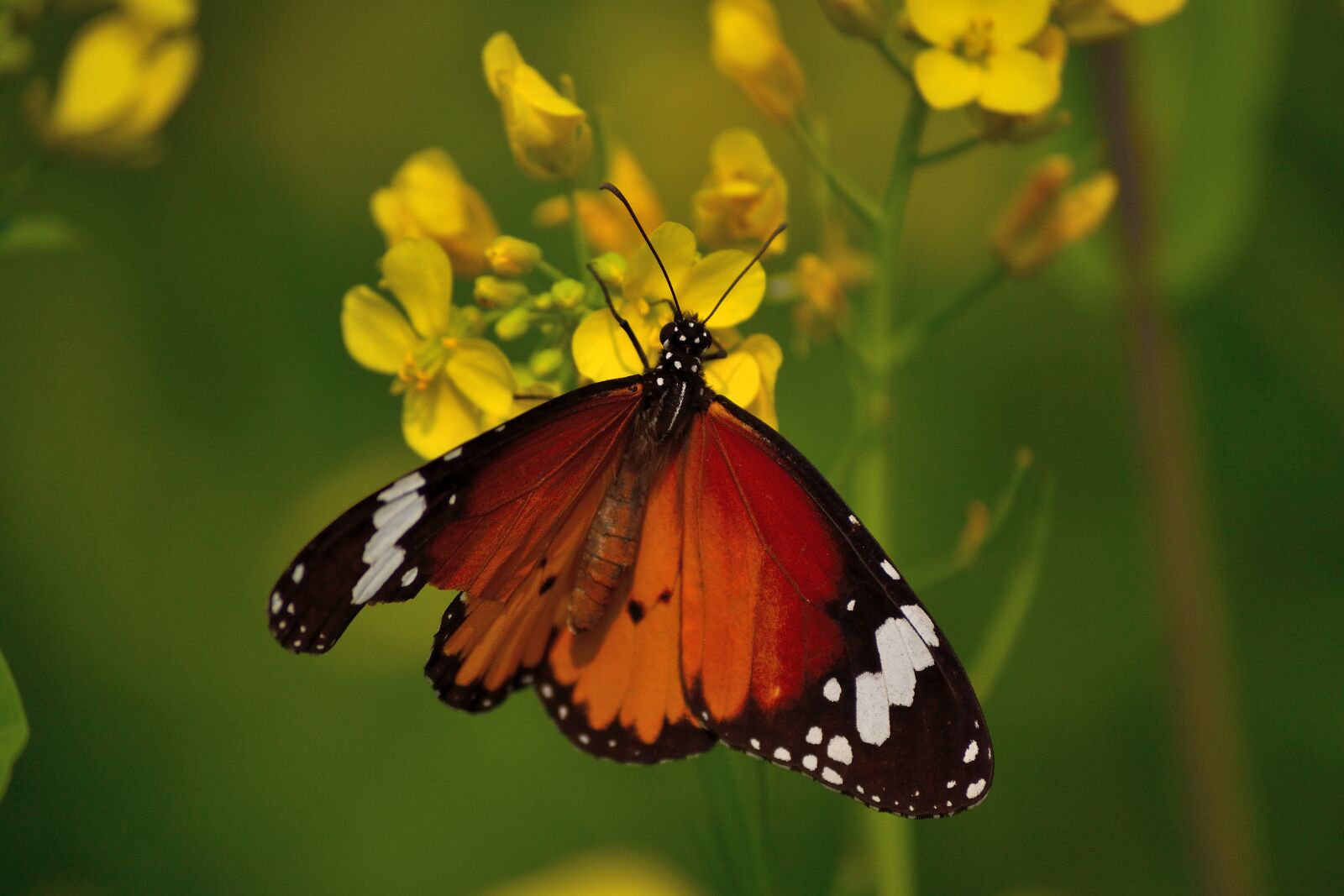 Nikon D3100 sample photo. Monarch butterfly, mustard flower photography