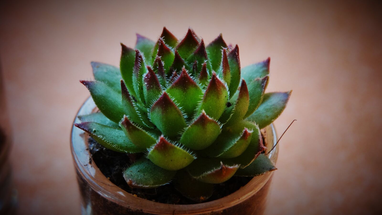 Sony Cyber-shot DSC-HX300 sample photo. Succulents, sempervivum, plant photography