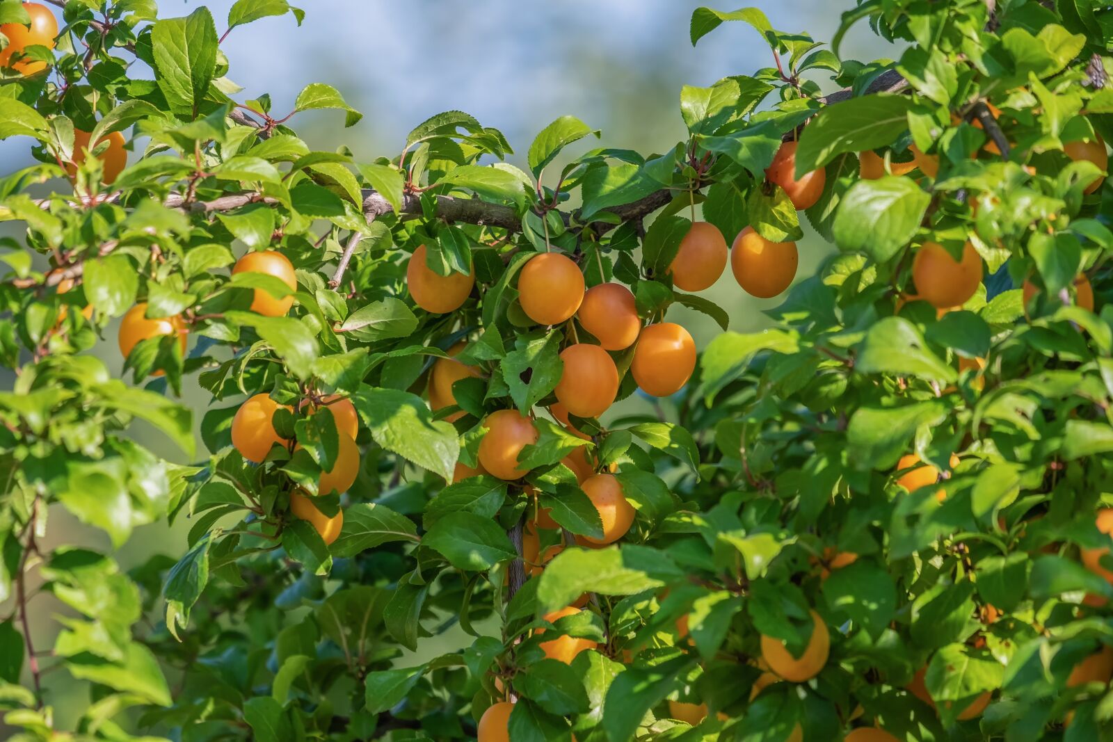 Fujifilm XF 55-200mm F3.5-4.8 R LM OIS sample photo. Fruit tree, wild plum photography