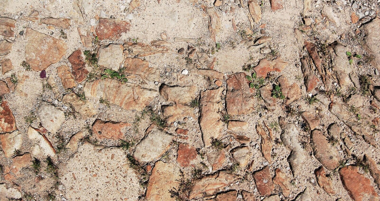Nikon D40 sample photo. Stone, ground, plant, texture photography