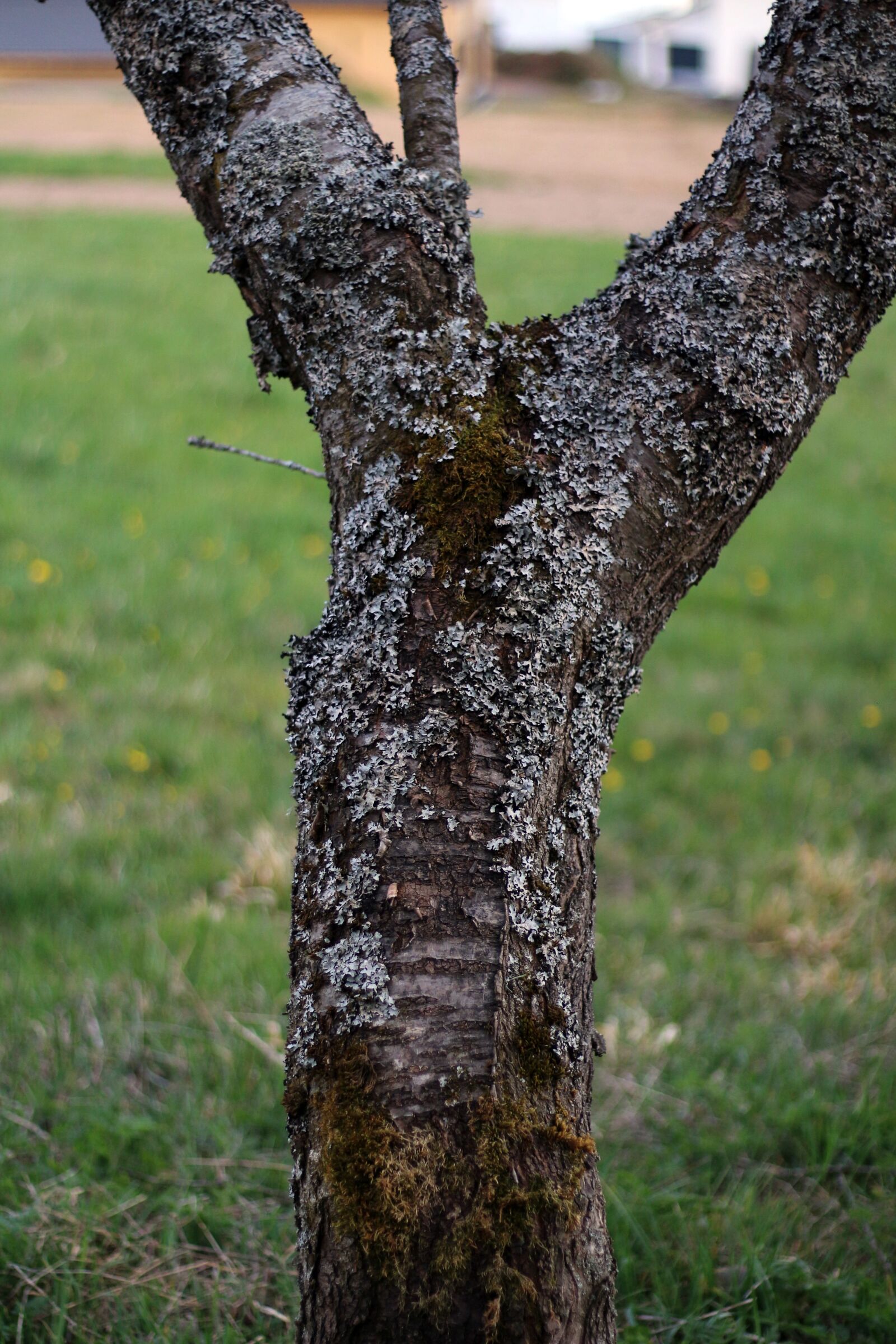 Canon EOS 650D (EOS Rebel T4i / EOS Kiss X6i) + Canon EF 50mm F1.8 STM sample photo. Tree, trees, nature photography